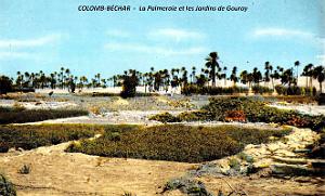Colomb-Bechar - Palmeraie et Jardins de Gouray